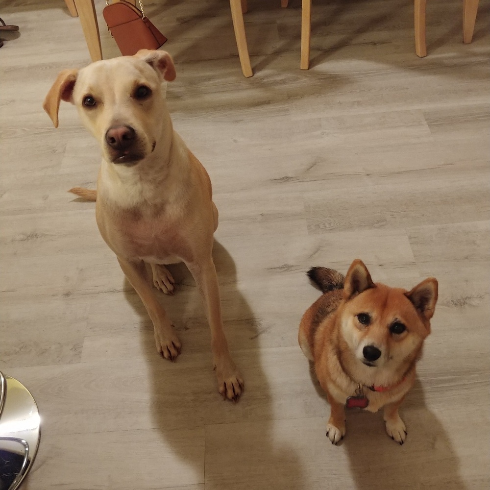 Meet your Posher, Hannah